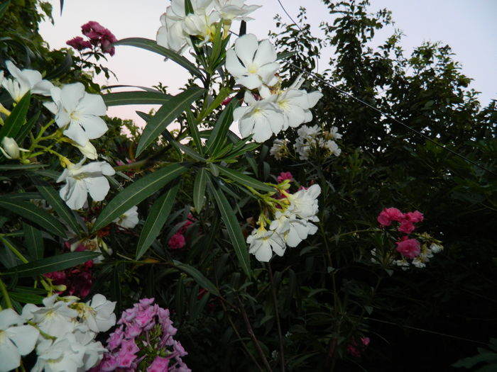 DSCN2638 - 2016 IULIE 2