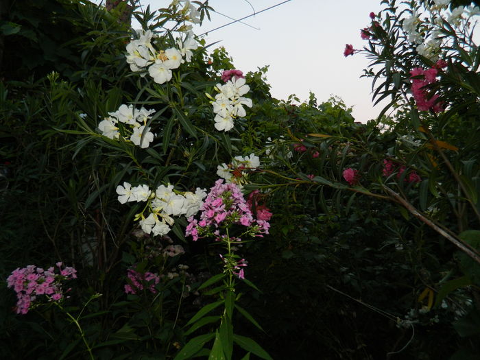 DSCN2639 - 2016 IULIE 2