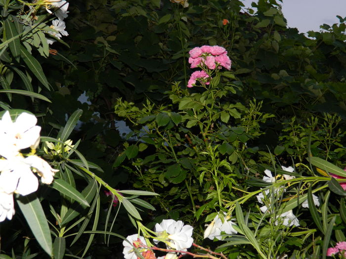 DSCN2640 - 2016 IULIE 2