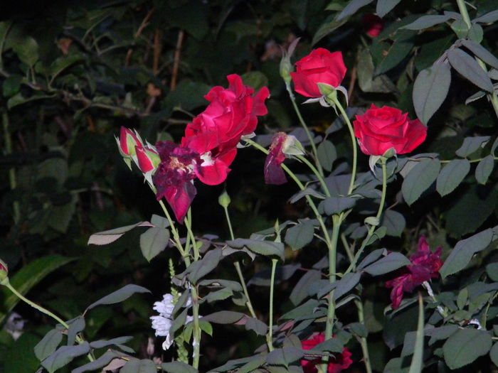 DSCN2642 - 2016 IULIE 2