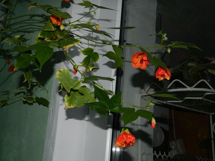 DSCN2649 - 2016 IULIE 2