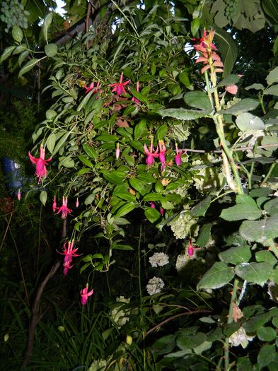 DSCN2661 - 2016 IULIE 2