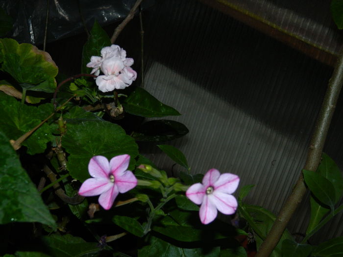 DSCN2663 - 2016 IULIE 2