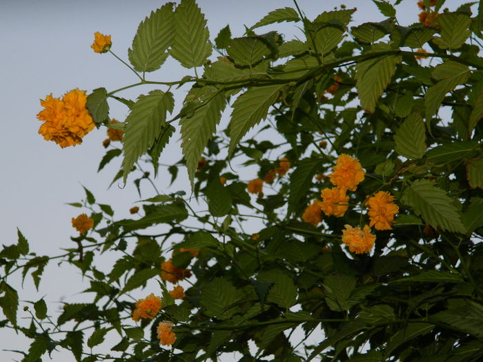 DSCN2664 - 2016 IULIE 2