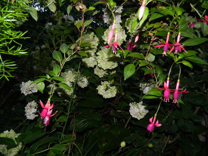 DSCN2676 - 2016 IULIE 2