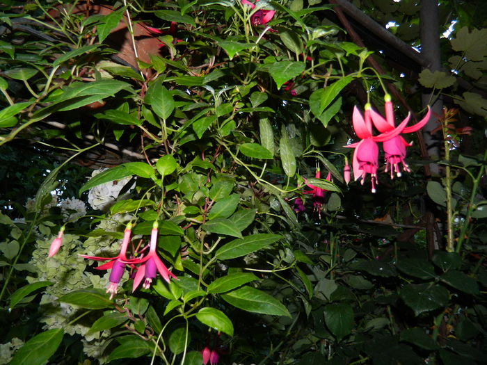 DSCN2680 - 2016 IULIE 2