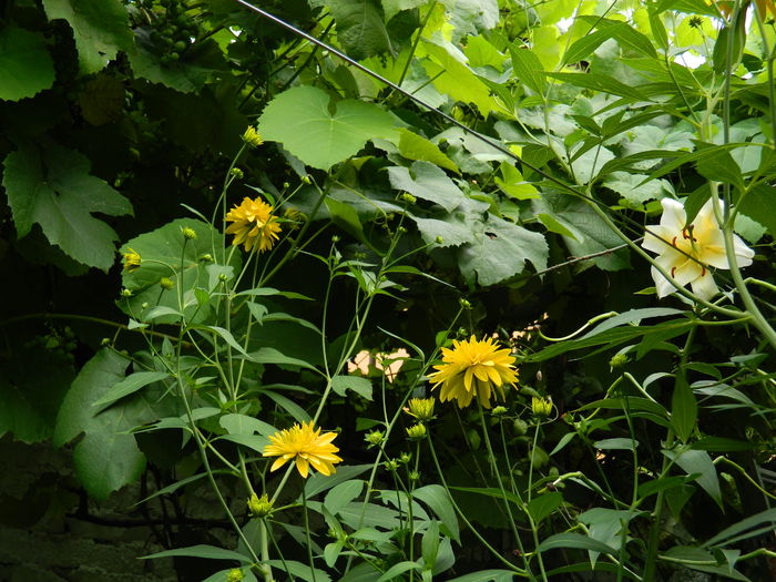 DSCN2699 - 2016 IULIE 2