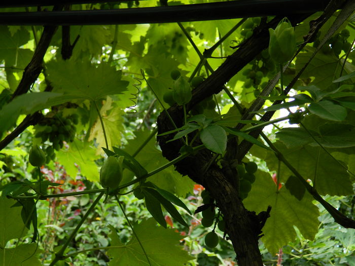 DSCN2705 - 2016 IULIE 2