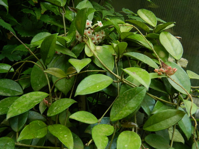 DSCN2706 - 2016 IULIE 2