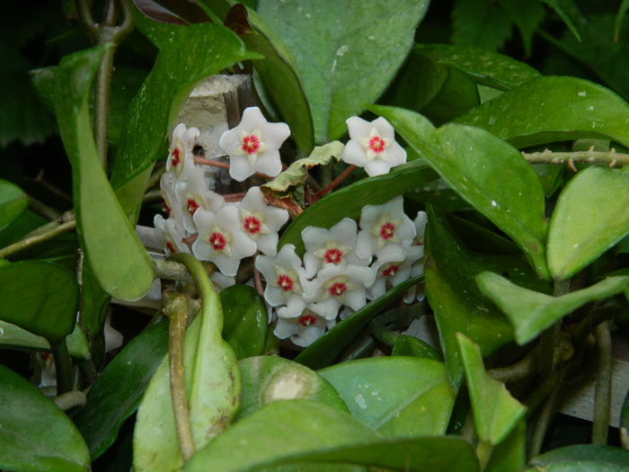 DSCN2707 - 2016 IULIE 2