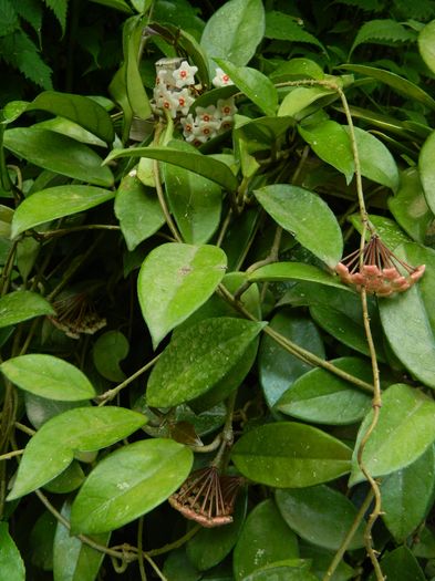 DSCN2709 - 2016 IULIE 2