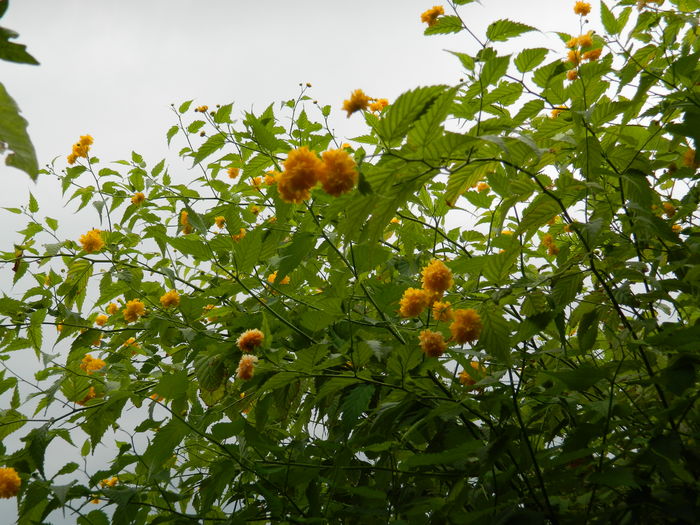 DSCN2721 - 2016 IULIE 2