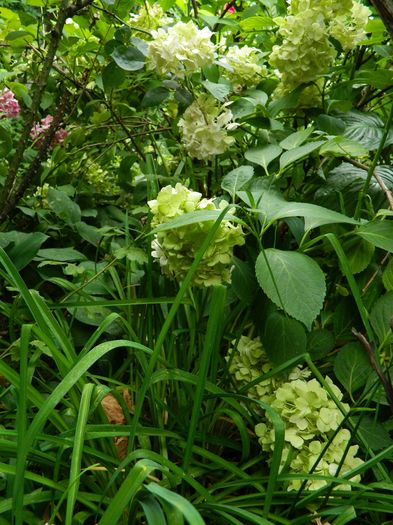 DSCN2726 - 2016 IULIE 2