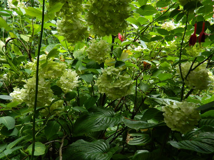 DSCN2727 - 2016 IULIE 2