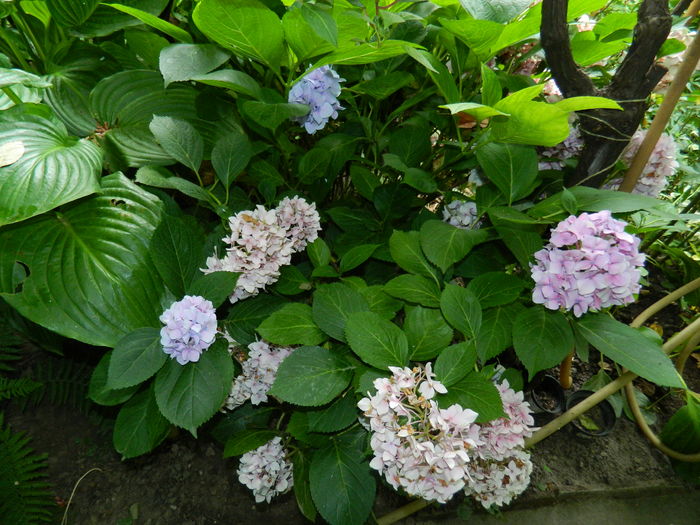 DSCN2729 - 2016 IULIE 2