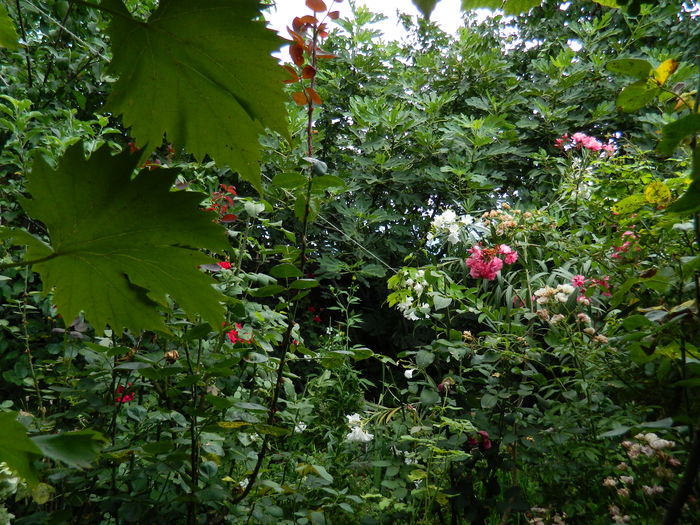 DSCN2732 - 2016 IULIE 2