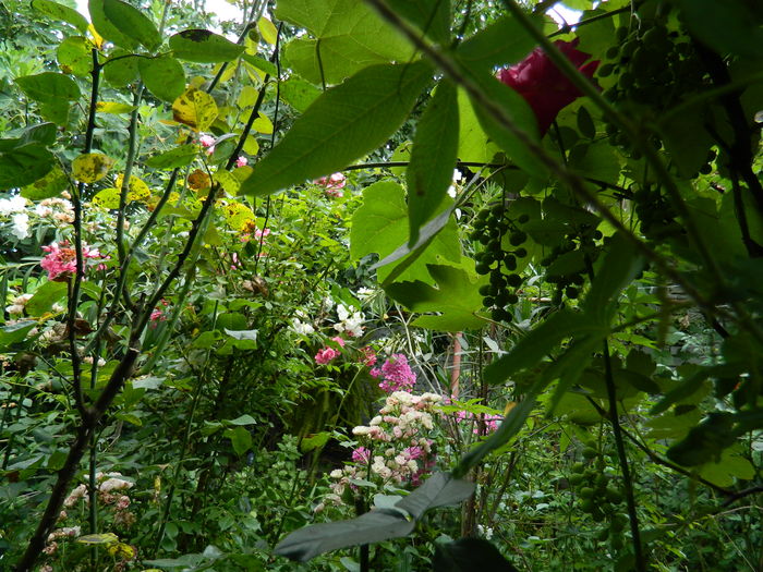 DSCN2734 - 2016 IULIE 2