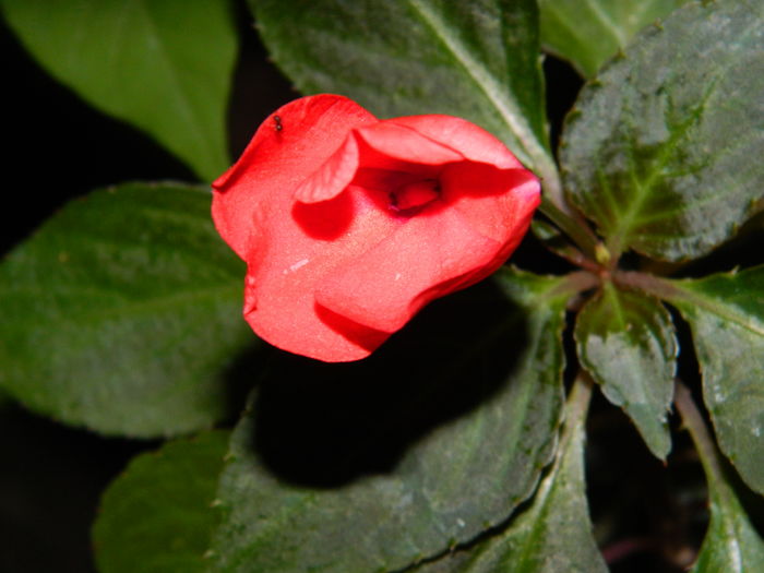 DSCN2735 - 2016 IULIE 2