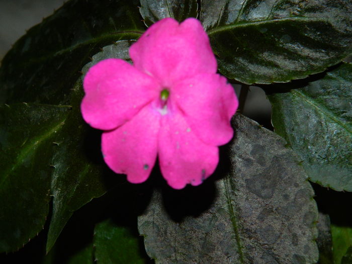 DSCN2736 - 2016 IULIE 2