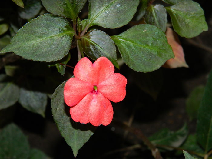 DSCN2737 - 2016 IULIE 2