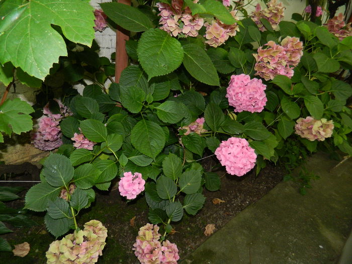 DSCN2738 - 2016 IULIE 2