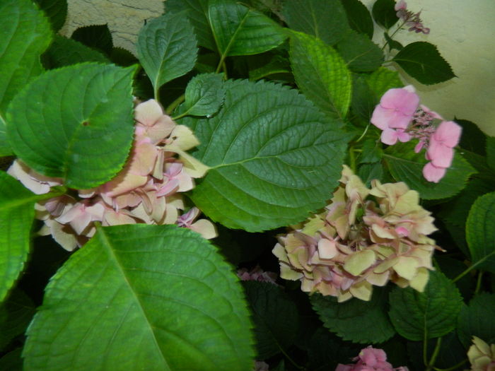 DSCN2740 - 2016 IULIE 2