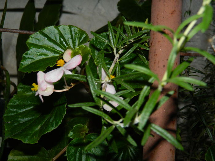 DSCN2749 - 2016 IULIE 2