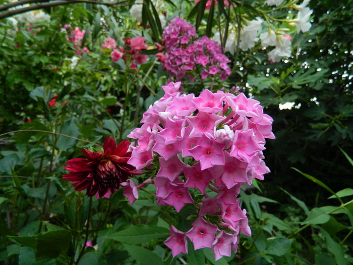 DSCN2755 - 2016 IULIE 2