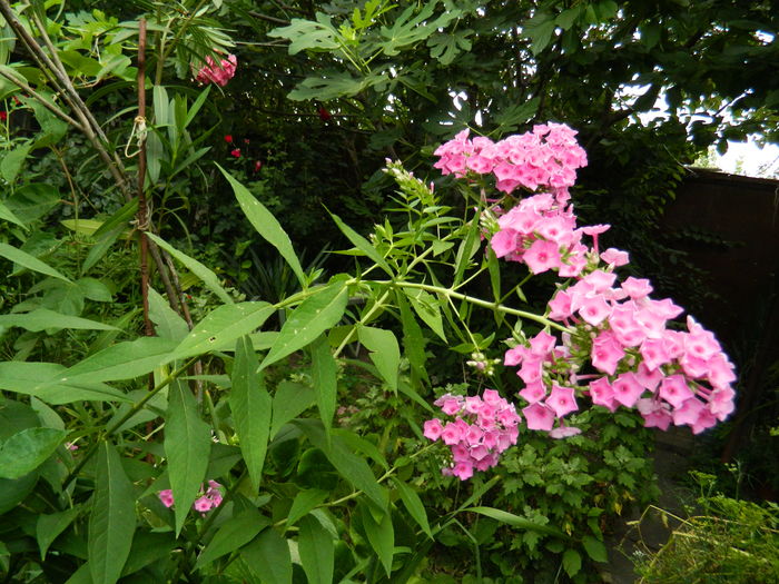 DSCN2756 - 2016 IULIE 2