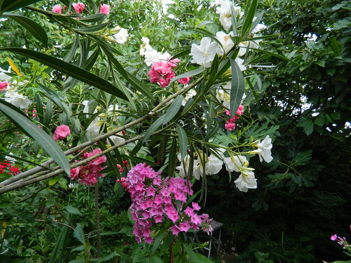 DSCN2757 - 2016 IULIE 2