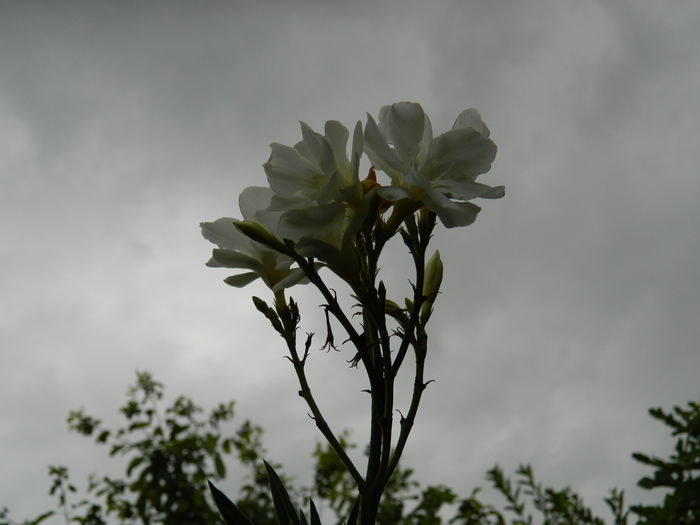 DSCN2764 - 2016 IULIE 2