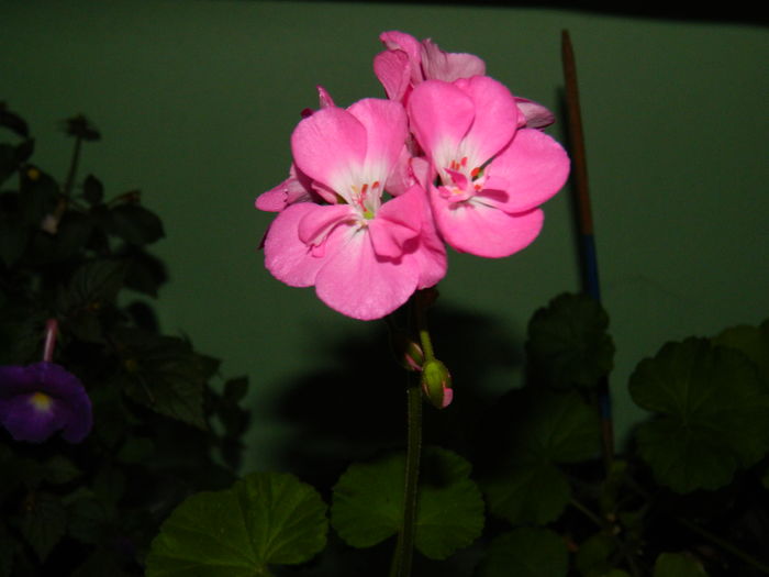 DSCN2769 - 2016 IULIE 2