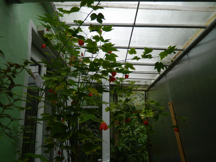 DSCN2777 - 2016 IULIE 2