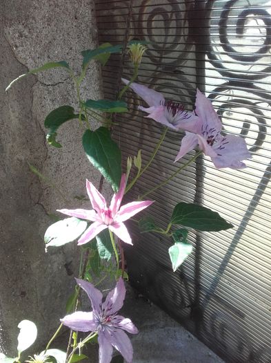 20160723_105005 - Clematis-Hagley Hybrid