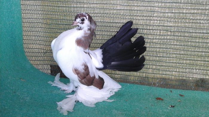 7481, 2016 - Orizonturi pt obtinerea de Nord Caucazian cu coada rosie  red tail pigeons