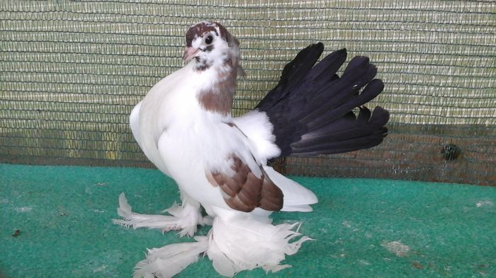 7481, 2016 - Orizonturi pt obtinerea de Nord Caucazian cu coada rosie  red tail pigeons