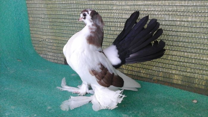 7481, 2016 - Orizonturi pt obtinerea de Nord Caucazian cu coada rosie  red tail pigeons