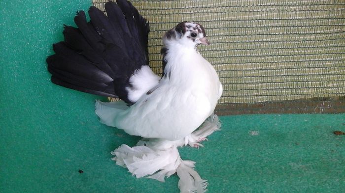 7481, 2016 - Orizonturi pt obtinerea de Nord Caucazian cu coada rosie  red tail pigeons