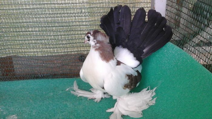 7481, 2016 - Orizonturi pt obtinerea de Nord Caucazian cu coada rosie  red tail pigeons