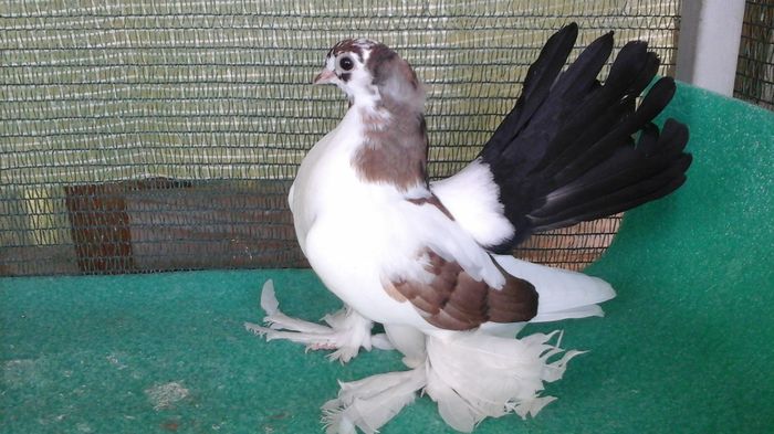 7481, 2016 - Orizonturi pt obtinerea de Nord Caucazian cu coada rosie  red tail pigeons