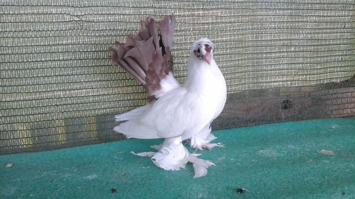 7479;          18.06.2016 - Orizonturi pt obtinerea de Nord Caucazian cu coada rosie  red tail pigeons