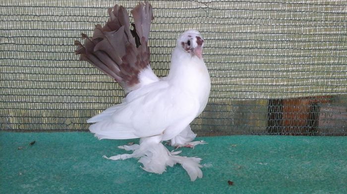 7479; 18.06.2016 - Orizonturi pt obtinerea de Nord Caucazian cu coada rosie  red tail pigeons