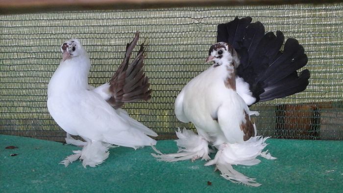 20160723_154241 - Orizonturi pt obtinerea de Nord Caucazian cu coada rosie  red tail pigeons