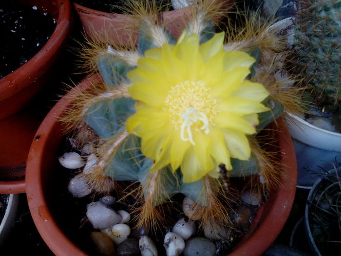 IMG_20160723_163702 - Cactusi si suculente 2016