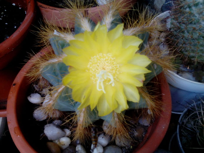IMG_20160723_163658 - Cactusi si suculente 2016