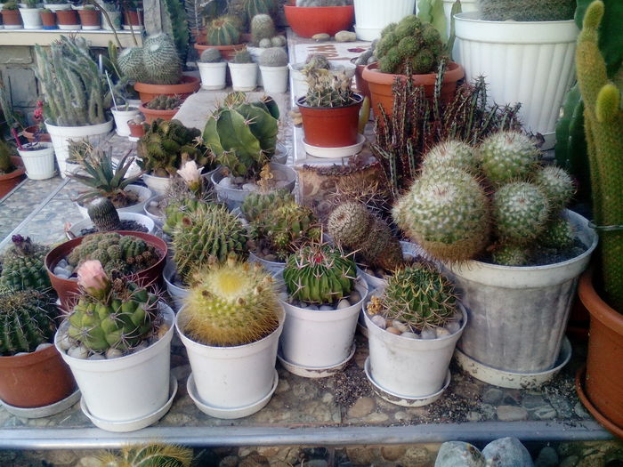 IMG_20160716_172235 - Cactusi si suculente 2016