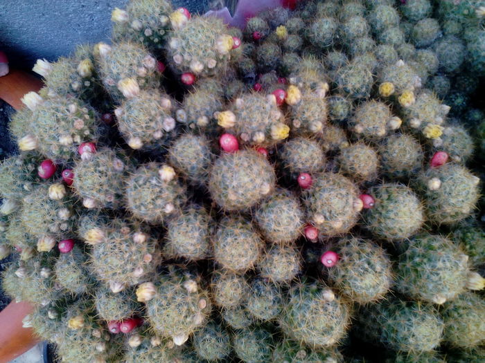 IMG_20160716_172115 - Cactusi si suculente 2016