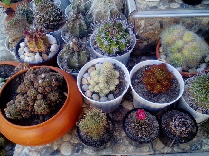 IMG_20160716_172146 - Cactusi si suculente 2016