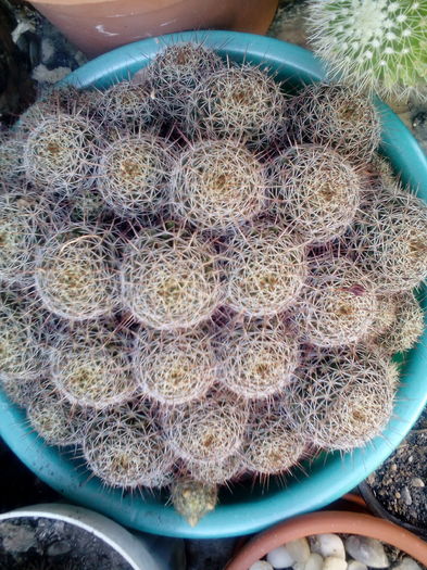 IMG_20160716_172201 - Cactusi si suculente 2016