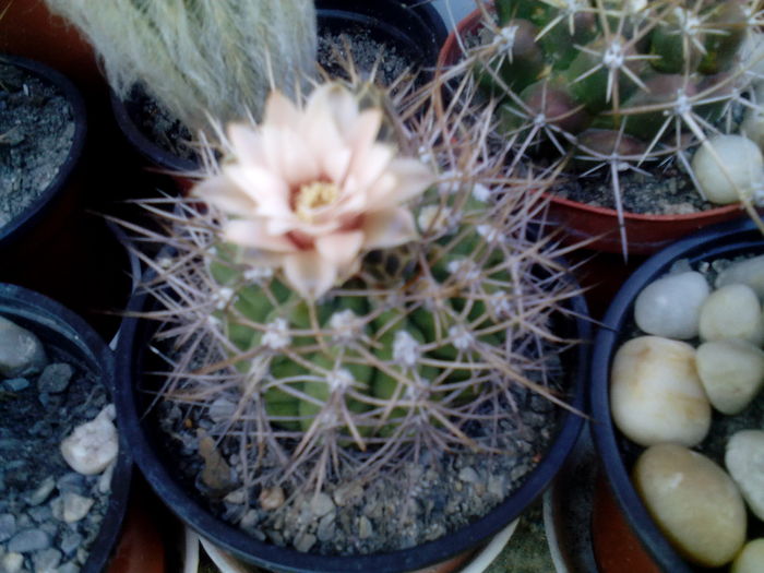 IMG_20160716_172106 - Cactusi si suculente 2016